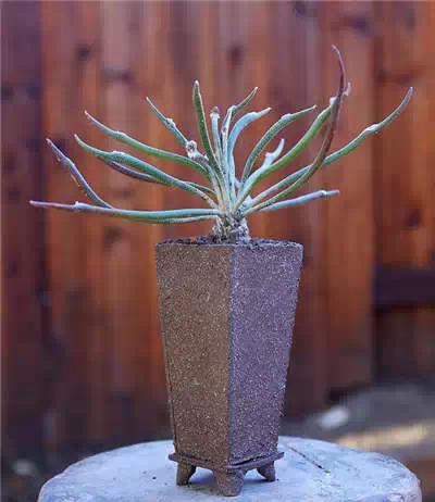 红梅多肉悬崖桩老桩,多肉老桩怎么养