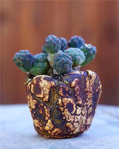 红梅多肉悬崖桩老桩,多肉老桩怎么养