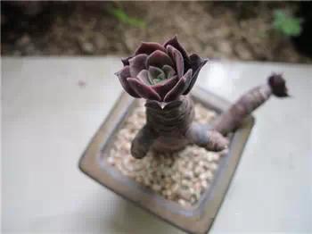 红梅多肉悬崖桩老桩,多肉老桩怎么养