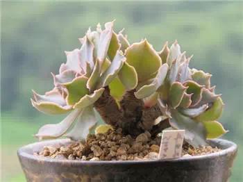 红梅多肉悬崖桩老桩,多肉老桩怎么养