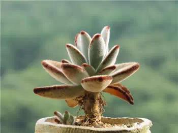 红梅多肉悬崖桩老桩,多肉老桩怎么养