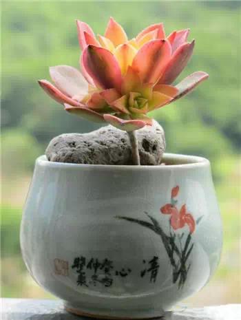 红梅多肉悬崖桩老桩,多肉老桩怎么养