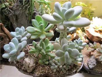 红梅多肉悬崖桩老桩,多肉老桩怎么养