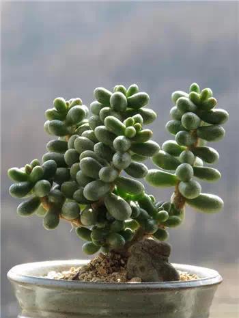 红梅多肉悬崖桩老桩,多肉老桩怎么养