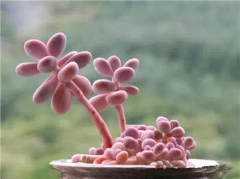 红梅多肉悬崖桩老桩,多肉老桩怎么养