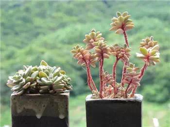 红梅多肉悬崖桩老桩,多肉老桩怎么养