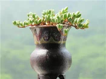 红梅多肉悬崖桩老桩,多肉老桩怎么养