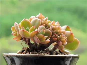 红梅多肉悬崖桩老桩,多肉老桩怎么养