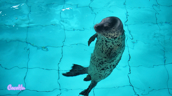 中南百草动物园,中南百草园萌宠乐园