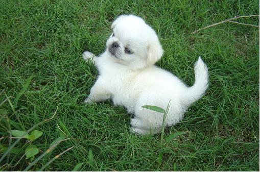 想养狗如何克服对狗狗的恐惧,刚到家的小狗狗怎么护理