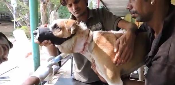 狗狗突然停滞呼吸头皮肿胀,狗头部肿了怎么回事