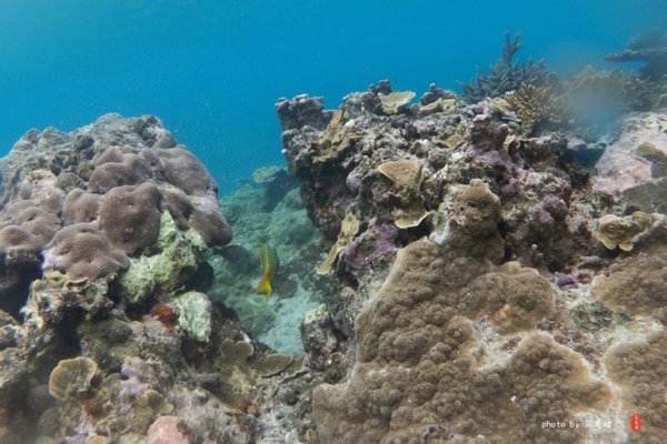 珊瑚海日本,陪你去看海底世界