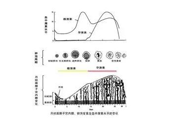 想成功率高！试管婴儿内膜多厚时移植？