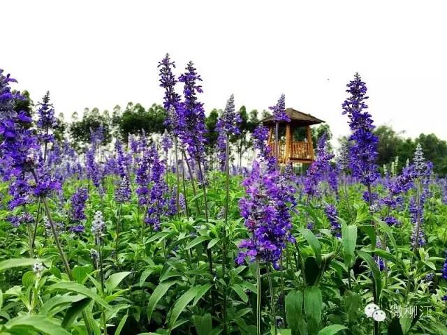 从茂名至广西一日游攻略,广西一日游攻略
