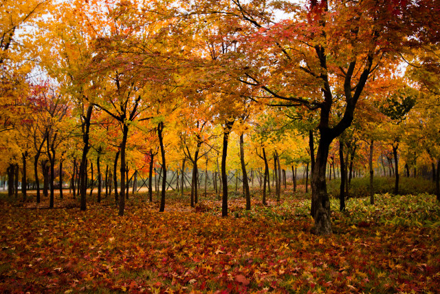 石大校园美景图,石大给父母拍毕业照