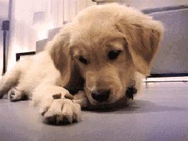 爱宠物丨怎样鉴别金毛犬年龄？泰迪犬毛量少怎么办？