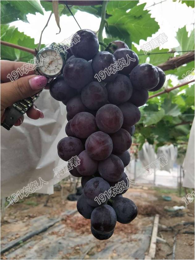 2017葡萄新品种苗,葡萄新品种分析