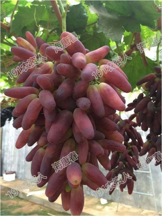 2017葡萄新品种苗,葡萄新品种分析