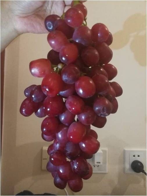 2017葡萄新品种苗,葡萄新品种分析