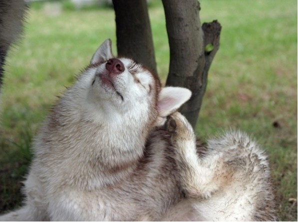 狗狗总是瘙痒吃什么维生素,狗狗一直痒是什么情况