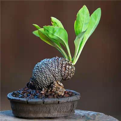 红梅多肉悬崖桩老桩,多肉老桩怎么养