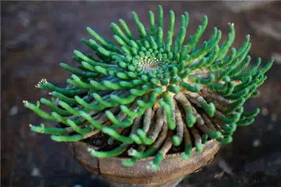 红梅多肉悬崖桩老桩,多肉老桩怎么养