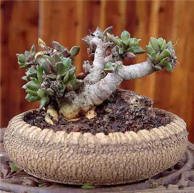 红梅多肉悬崖桩老桩,多肉老桩怎么养