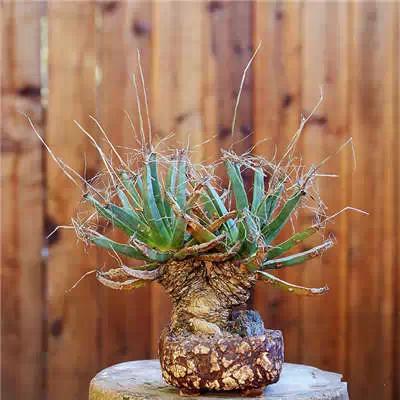 红梅多肉悬崖桩老桩,多肉老桩怎么养