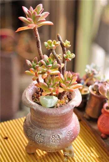 红梅多肉悬崖桩老桩,多肉老桩怎么养