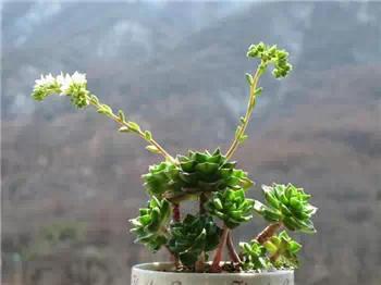 红梅多肉悬崖桩老桩,多肉老桩怎么养