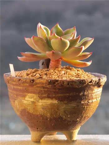 红梅多肉悬崖桩老桩,多肉老桩怎么养