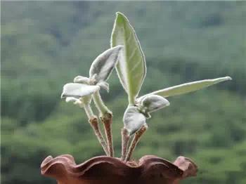 红梅多肉悬崖桩老桩,多肉老桩怎么养