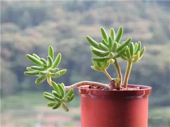 红梅多肉悬崖桩老桩,多肉老桩怎么养