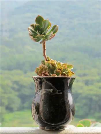 红梅多肉悬崖桩老桩,多肉老桩怎么养