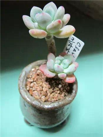 红梅多肉悬崖桩老桩,多肉老桩怎么养