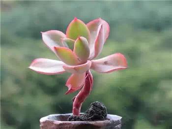 红梅多肉悬崖桩老桩,多肉老桩怎么养