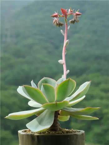 红梅多肉悬崖桩老桩,多肉老桩怎么养