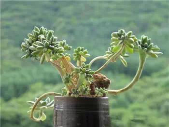 红梅多肉悬崖桩老桩,多肉老桩怎么养