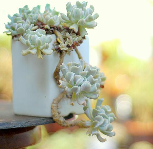 红梅多肉悬崖桩老桩,多肉老桩怎么养