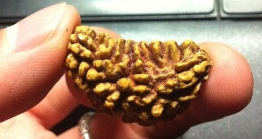 假金刚菩提子图片,真金刚菩提子鉴别真假