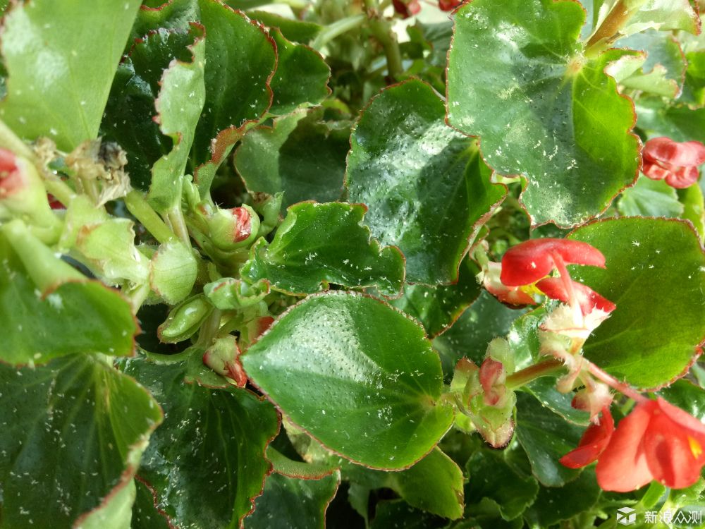 oppor9缺点是什么,oppo颜值