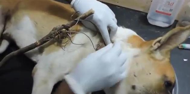 狗狗突然停滞呼吸头皮肿胀,狗头部肿了怎么回事