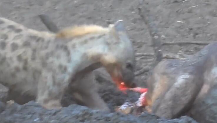 鬣狗活吃水牛，掏肛致肠子外露，头伸进肚子，满脸鲜血，血腥吓人