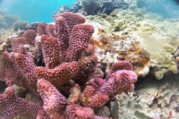 珊瑚海日本,陪你去看海底世界