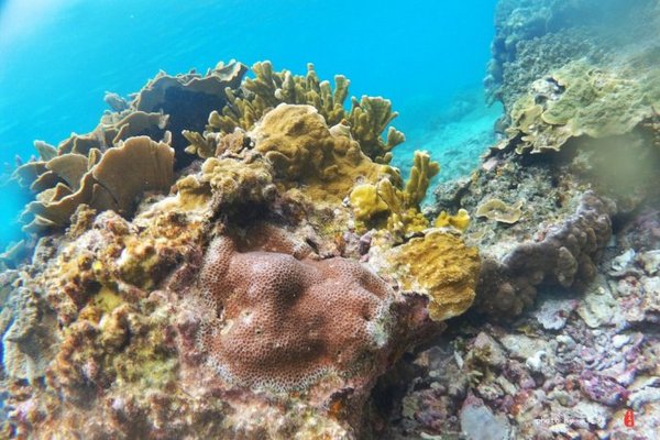 珊瑚海日本,陪你去看海底世界