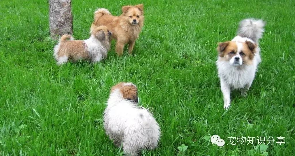 养宠物家庭常备药品有哪些,家里常备宠物药品清单