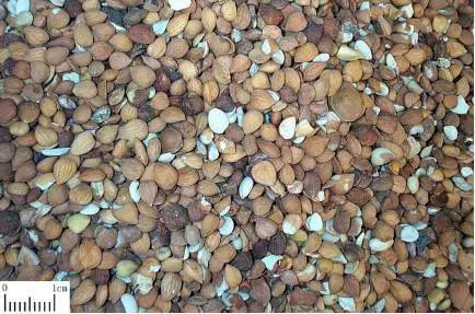 跟我识中药|止咳平喘，润肠通便苦杏仁