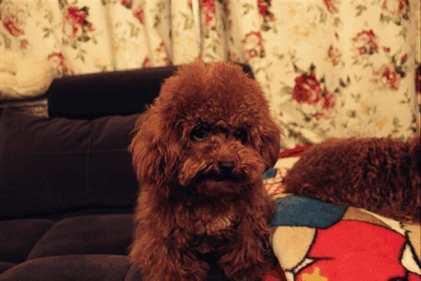 爱宠物丨怎样鉴别金毛犬年龄？泰迪犬毛量少怎么办？