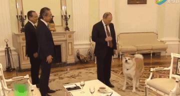 普京日历,普京和狗狗温馨图片