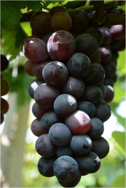 2017葡萄新品种苗,葡萄新品种分析